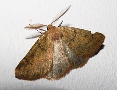 Drepanogynis miltophyris