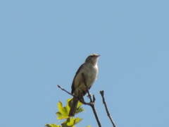 Curruca communis