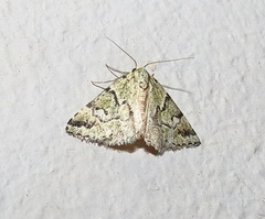 Tegiapa virescens