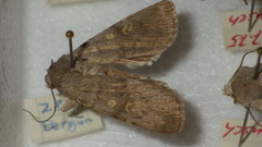 Euxoa decora