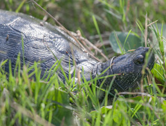 Trachemys scripta elegans