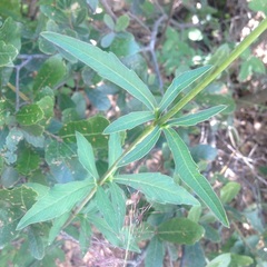 Cosmos scabiosoides