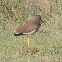 Vanellus leucurus