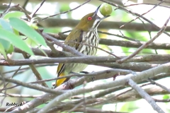 Dicaeum chrysorrheum