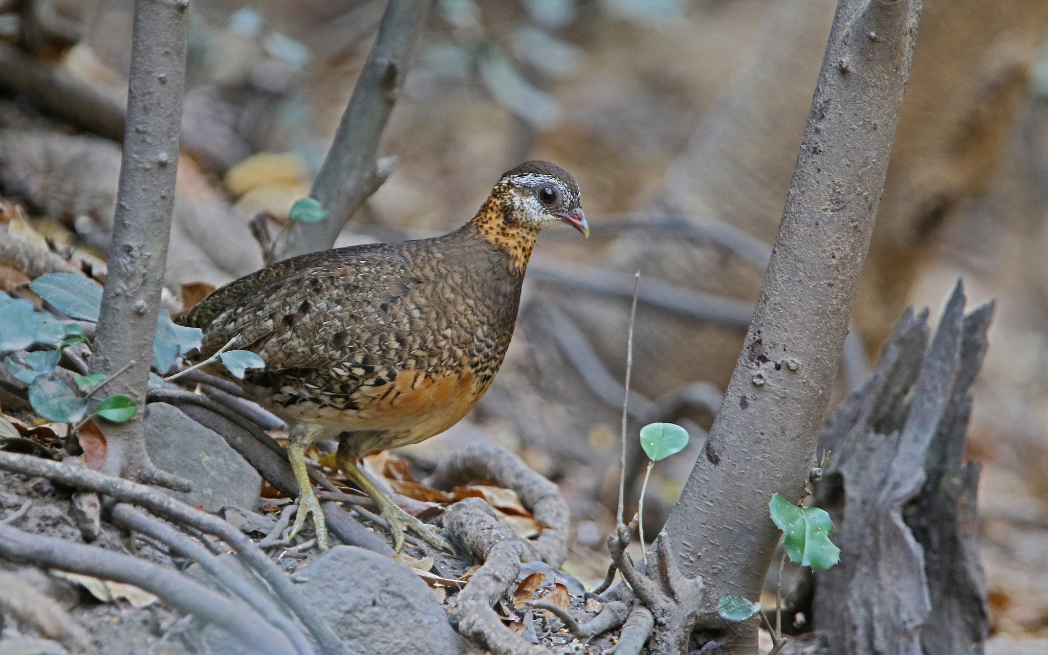 Green-legged Partridge