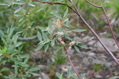 Salix boganidensis