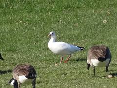 Anser caerulescens × rossii