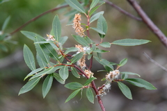 Salix boganidensis