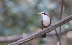 Pomatorhinus schisticeps