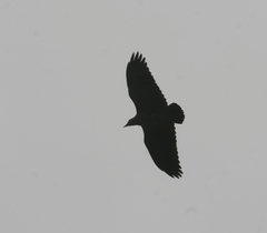 Corvus rhipidurus