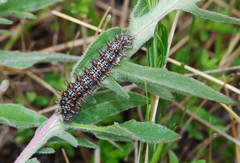 Melitaea phoebe