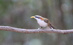 Pomatorhinus schisticeps