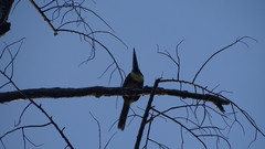 Pteroglossus aracari