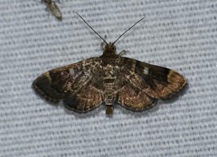 Cryptobotys zoilusalis