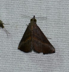 Hypena degesalis