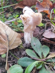 Helvella crispa