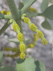 Phoradendron coryae