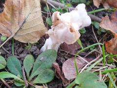 Helvella crispa