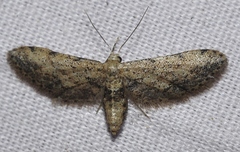 Idaea incalcarata