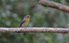 Cyornis sumatrensis