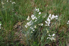 Lathyrus pannonicus
