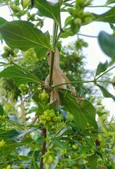 Nyctanthes arbor-tristis