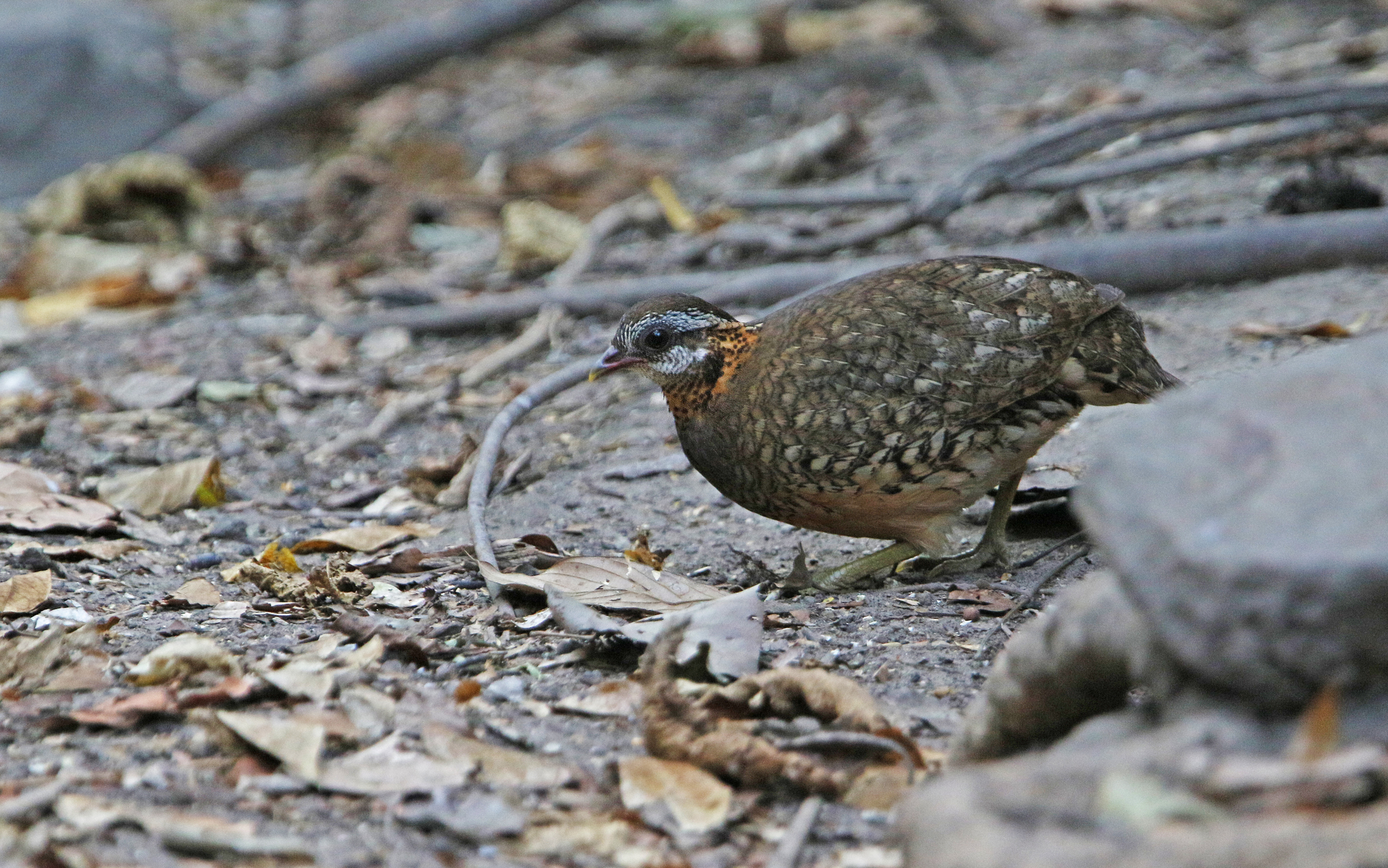 Green-legged Partridge
