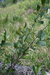 Salix hastata