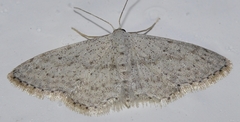 Idaea incisaria