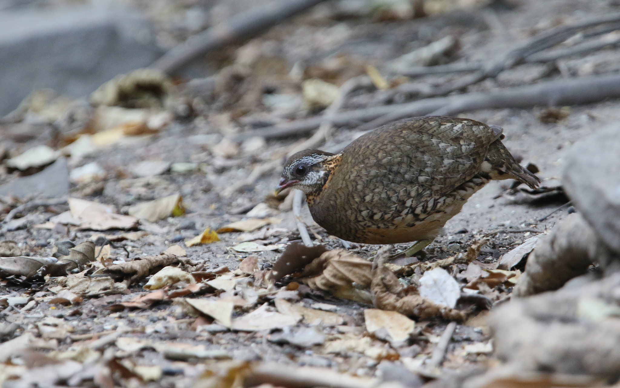 Green-legged Partridge