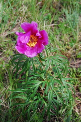 Paeonia hybrida