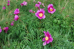 Paeonia hybrida