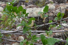 Salix jenisseensis