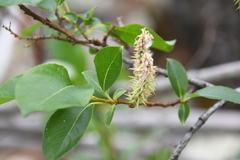 Salix jenisseensis