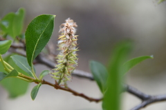 Salix jenisseensis