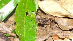 Phalangopsis