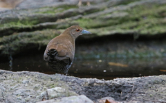 Rallina eurizonoides