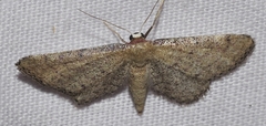 Idaea infirmaria