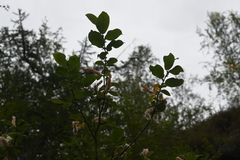Salix jenisseensis