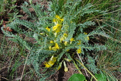 Astragalus buchtormensis