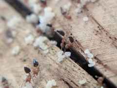 Crematogaster schmidti