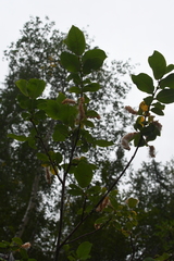 Salix jenisseensis