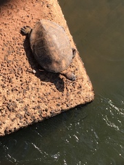 Phrynops williamsi