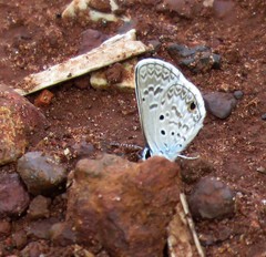 Hemiargus hanno hanno