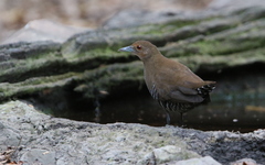 Rallina eurizonoides