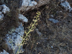 Scrophularia canina canina