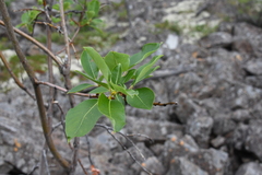 Salix jenisseensis