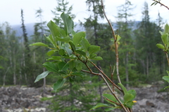Salix jenisseensis