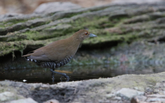 Rallina eurizonoides