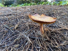 Gymnopilus thiersii